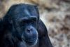 Saved By A Chimp?