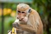 How NPS is using humour to create fans